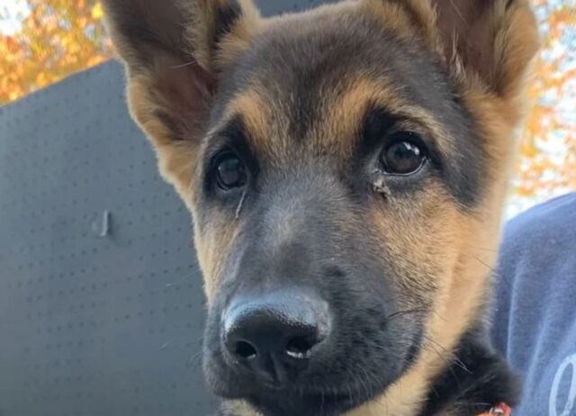 Un cucciolo di pastore tedesco che cammina come un canguro incontra il suo nuovo migliore amico