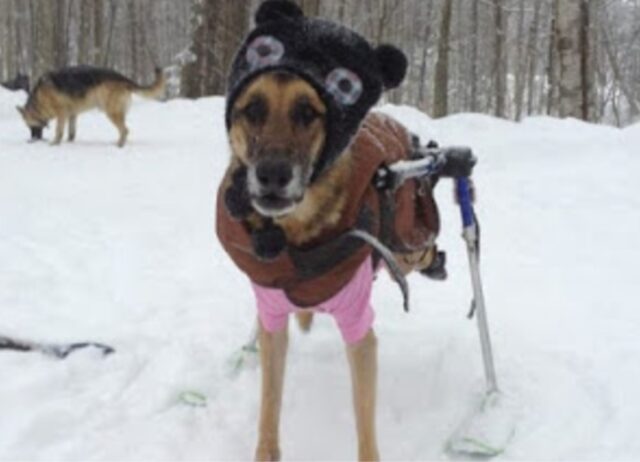 Una donna adotta sei cani disabili e decide che darà loro tutto l’amore di cui hanno bisogno