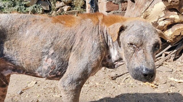 Anziano cane di strada salvato dai volontari: sembrava sapere che erano lì per aiutarlo