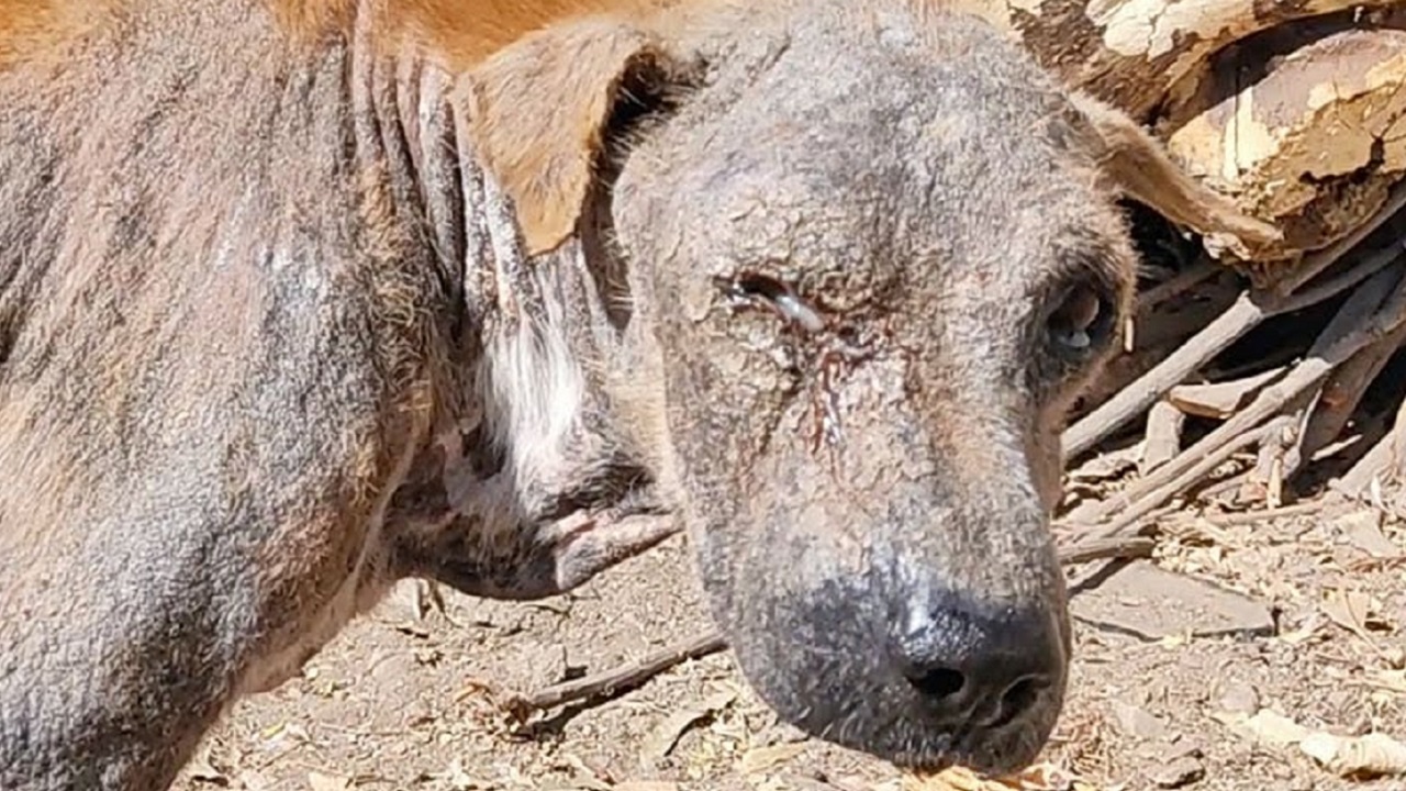 Cane in condizioni terribili