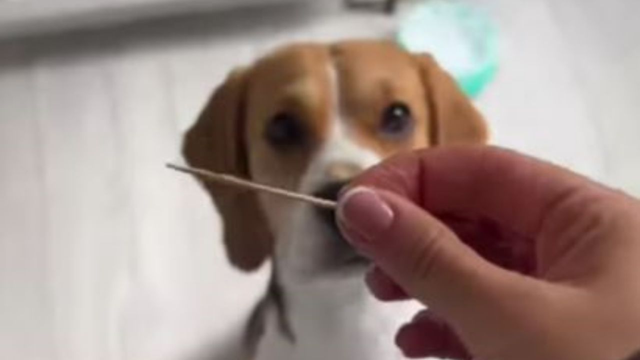 Un Beagle che osserva uno stuzzicadenti