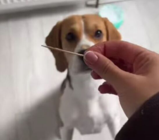 Questo Beagle si fida ciecamente della sua mamma umana e assaggia tutto ciò che lei gli propone