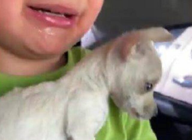 Bimbo piange per il suo cucciolo di Chihuahua
