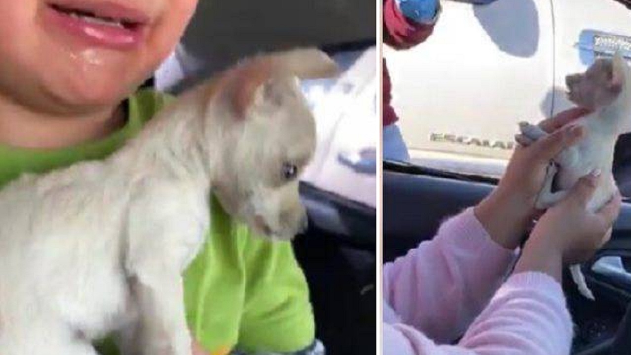 Chihuahua in auto