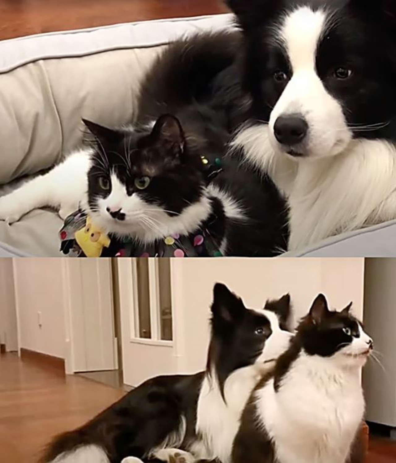 un border collie con un gatto