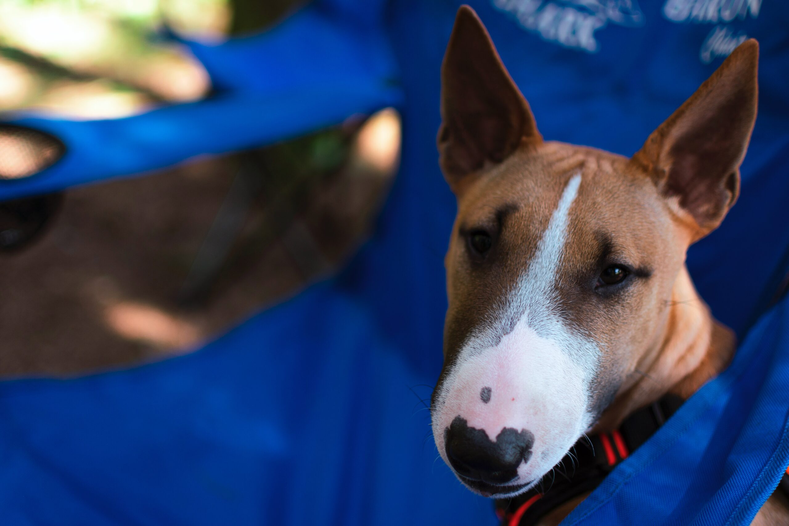 cane Bull Terrier marrone e bianco