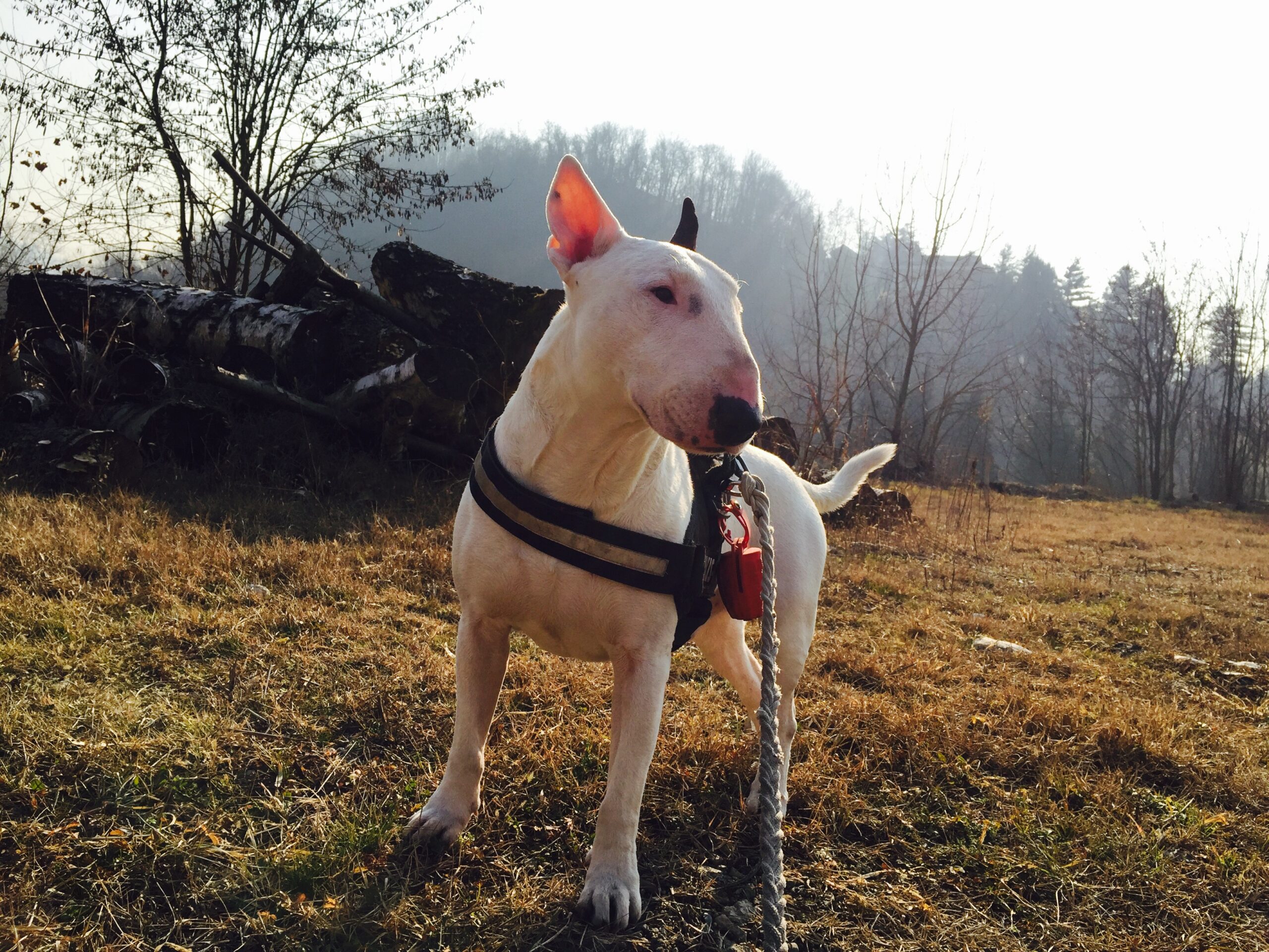 cane Bull Terrier bianco