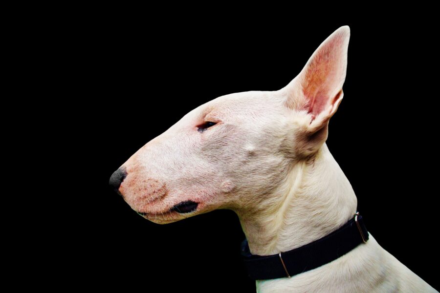 Bull Terrier aggressivo, come gestirlo in sicurezza