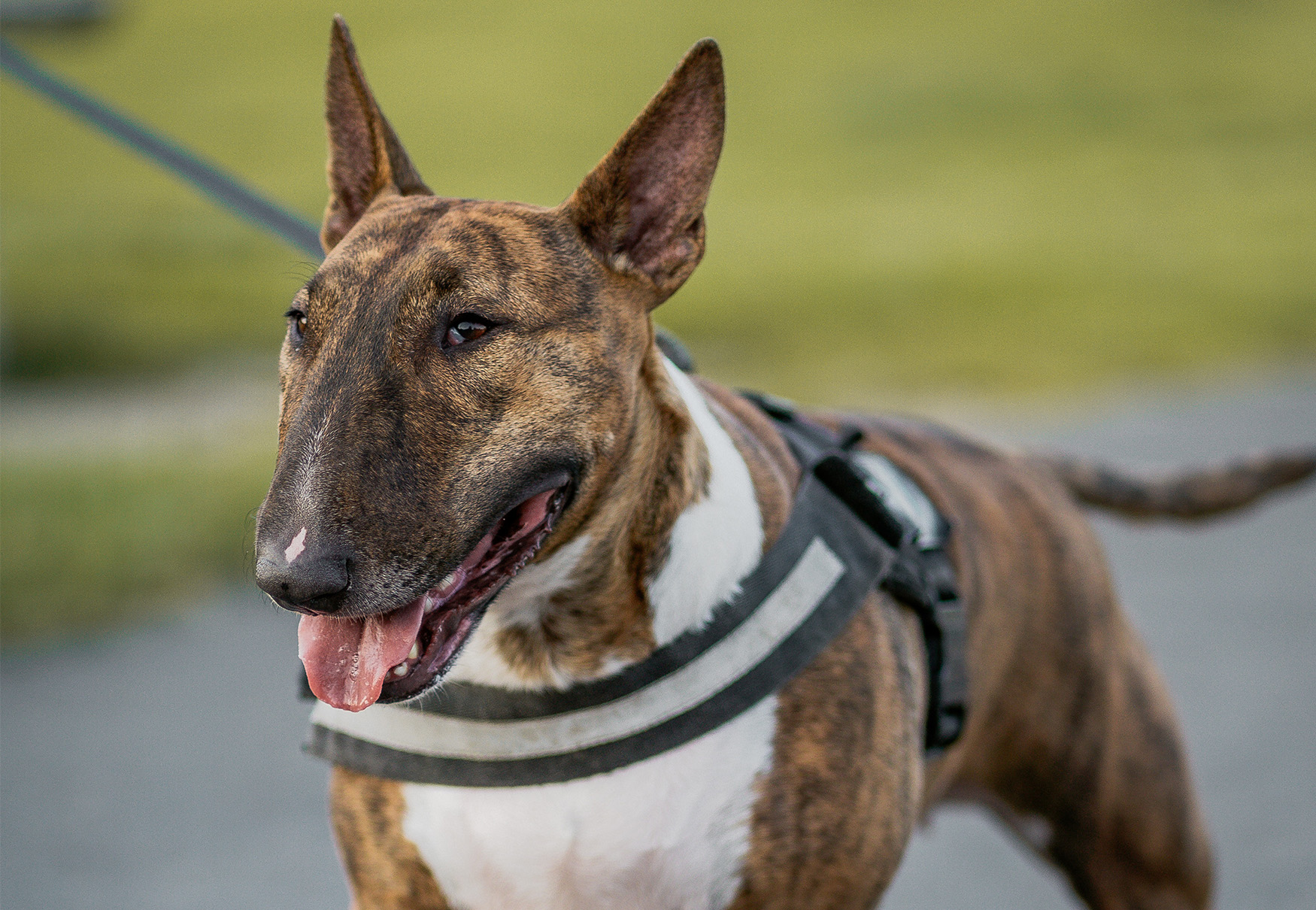 cane Bull Terrier