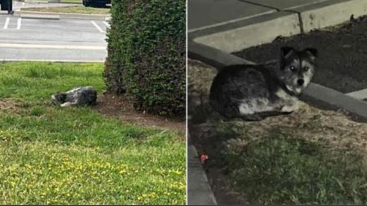 una cagnolina abbandonata