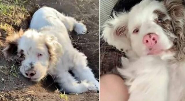 La cagnolina di razza è nata cieca e sorda e l’allevatore ha pensato che non si meritasse di vivere