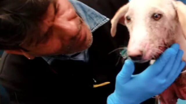 Cagnolina con infezione della pelle salvata: ora è un altro animale, felice di essere sopravvissuto