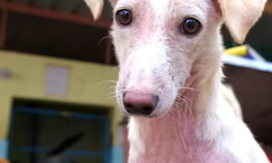 Muso dolce di una cagnolina