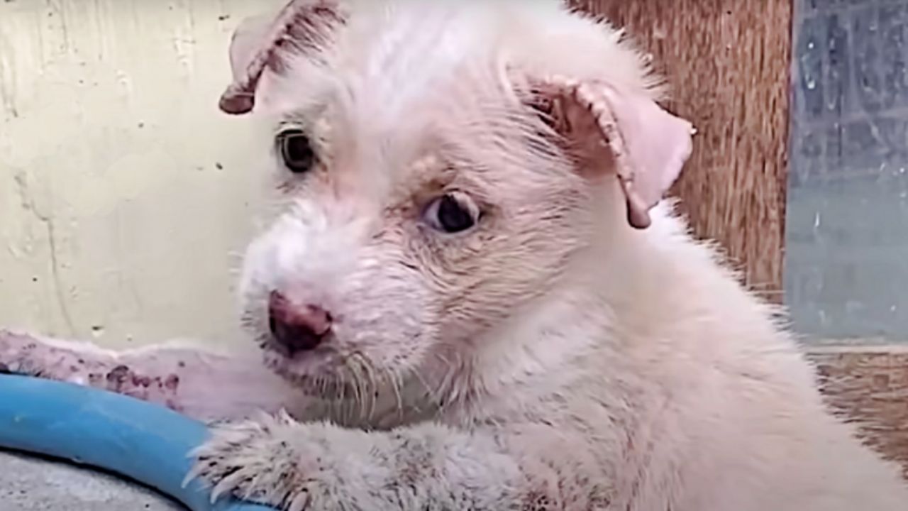 cagnolina bianca