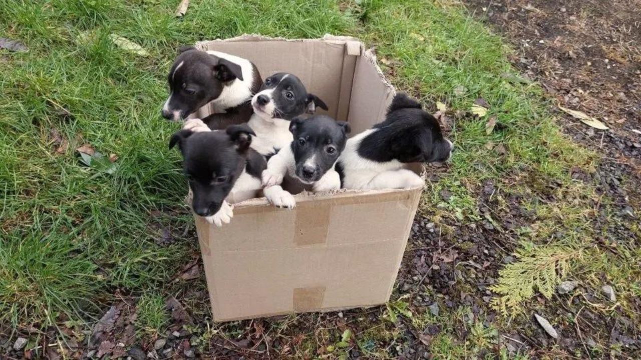 cagnolini in scatola