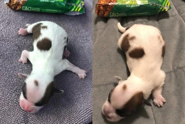 Il cagnolino dalle dimensioni incredibilmente piccole dimostra di essere un vero guerriero