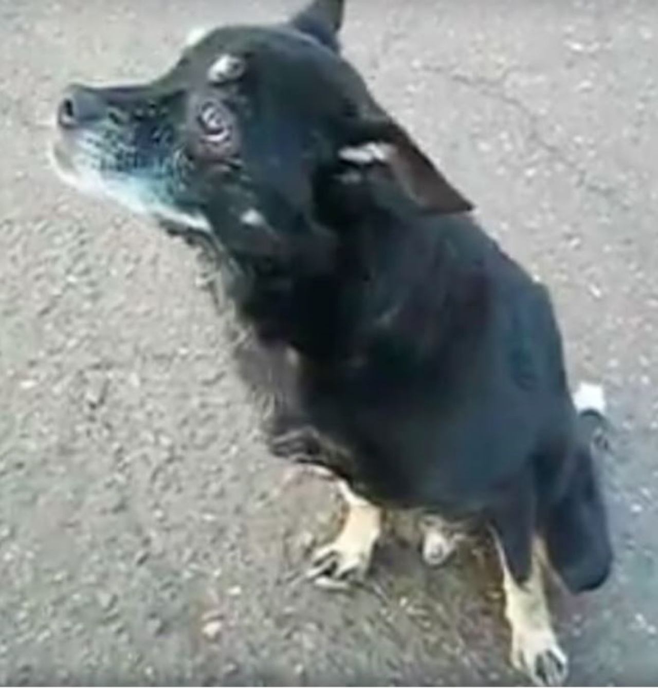 un cane seduto sull'asfalto
