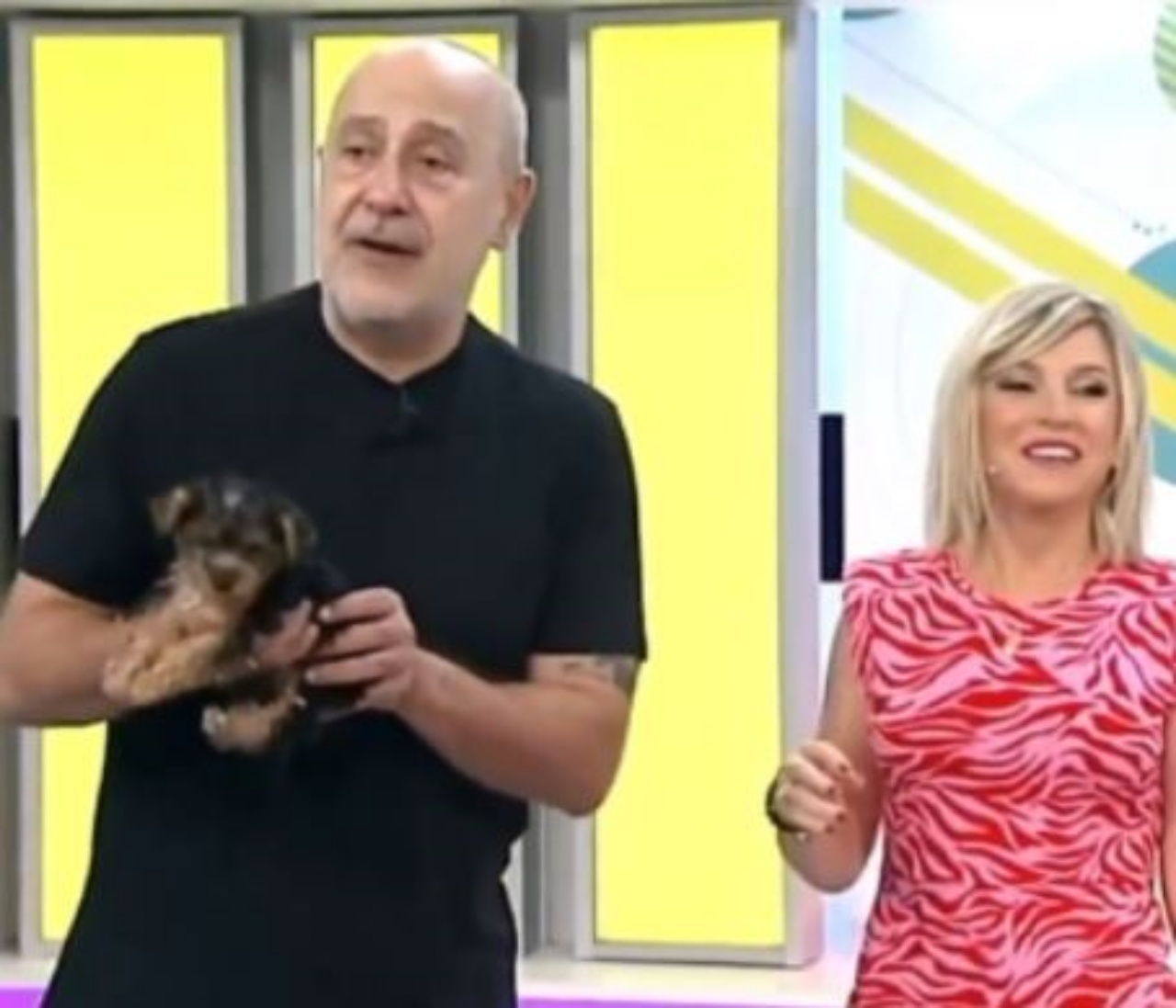 un cagnolino in televisione