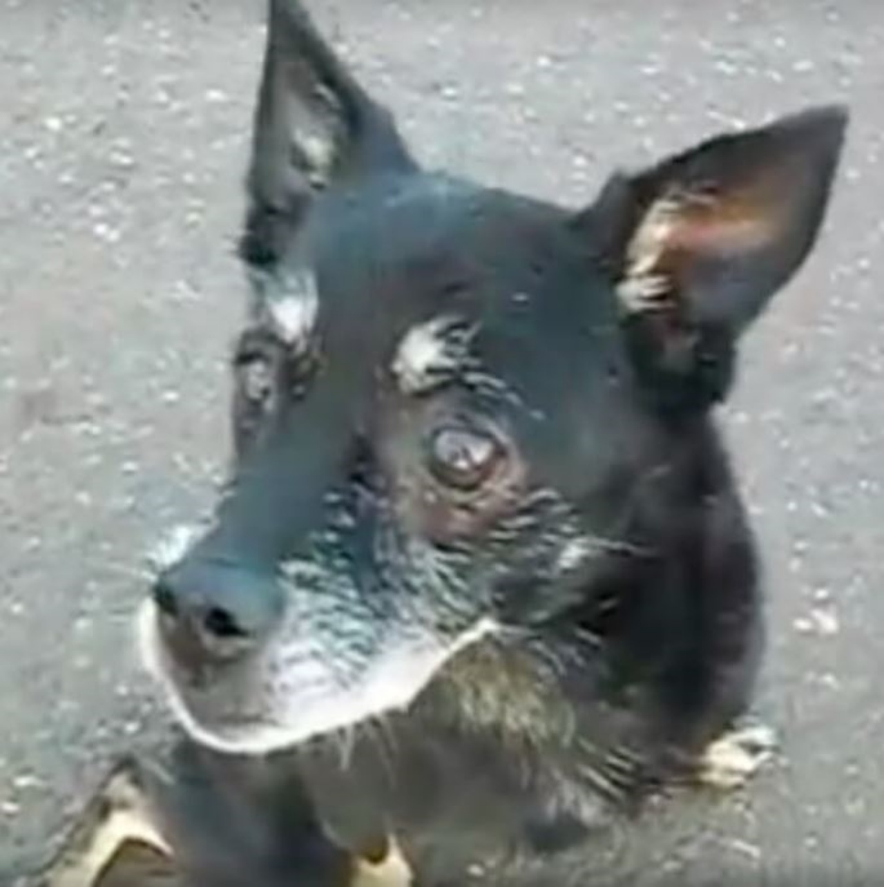 un cagnolino nero