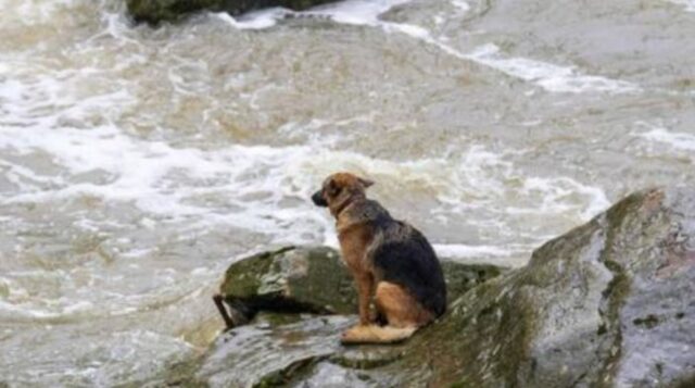 Cane bloccato su una roccia in mezzo alle rapide viene salvato miracolosamente