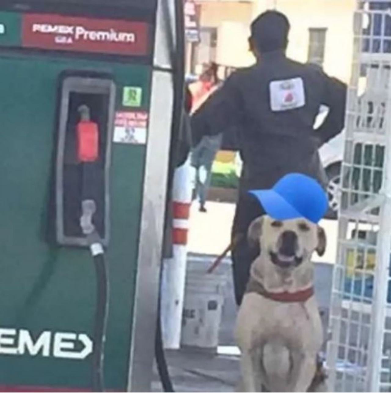 un cane alla stazione di servizio