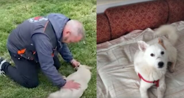 Con un filo legato attorno alla bocca, hanno dovuto sedarlo per salvarlo: per questo cane era quasi troppo tardi