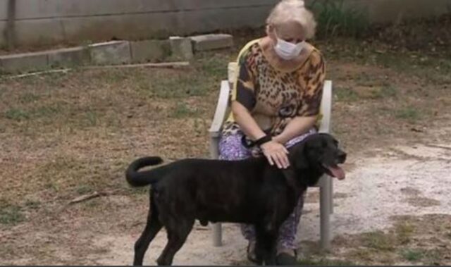 La donna viene mandata in una casa di cura, ma all’improvviso compare il suo cane e non la lascia sola