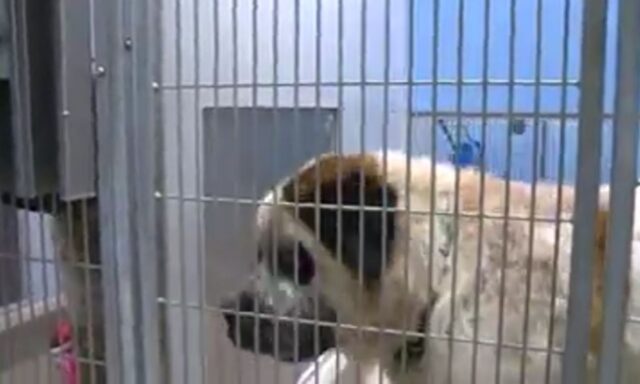 Un trio di cani San Bernardo viene abbandonato in un rifugio: nonostante le difficoltà i tre fratelli restano inseparabili