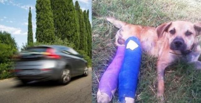 Volevano sbarazzarsi del cane e lo hanno buttato fuori dal finestrino di un’auto in movimento