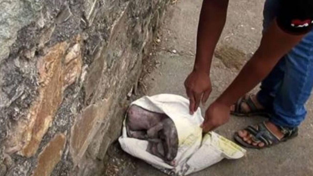 un cane all'interno di una busta in plastica