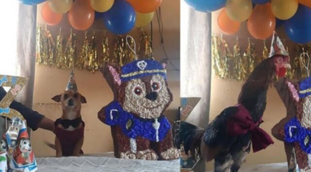 Organizzano una festa al Chihuahua, ma sono invitati anche l’amica gallina e la gattina