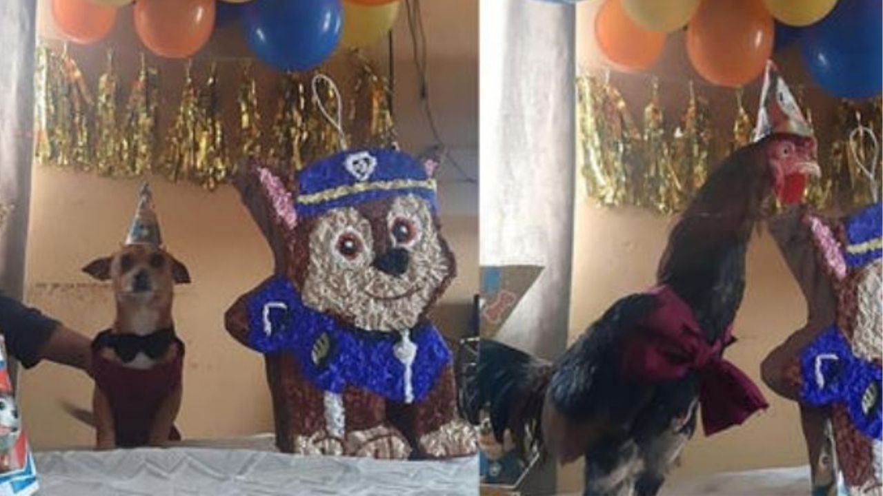 un Chihuahua che festeggia insieme ad una gallina