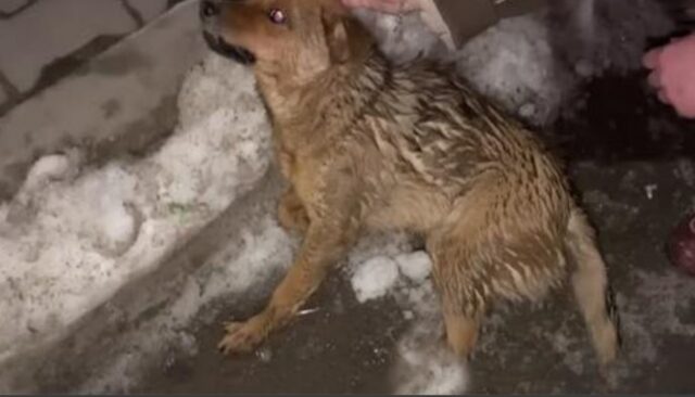 Il cane investito da un camion viene salvato nel modo più dolce e trova finalmente una famiglia che lo ama