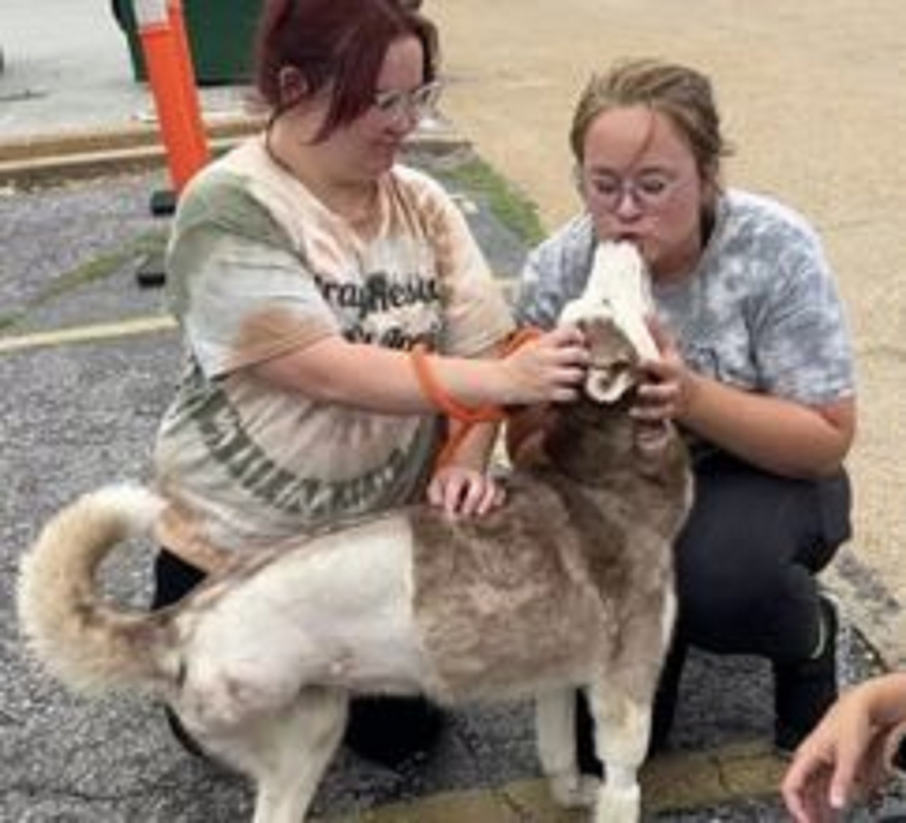 Cane di razza Husky coccolato