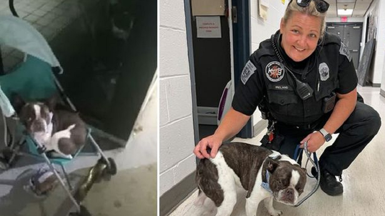 Cane abbandonato all'aeroporto di Pittsburgh