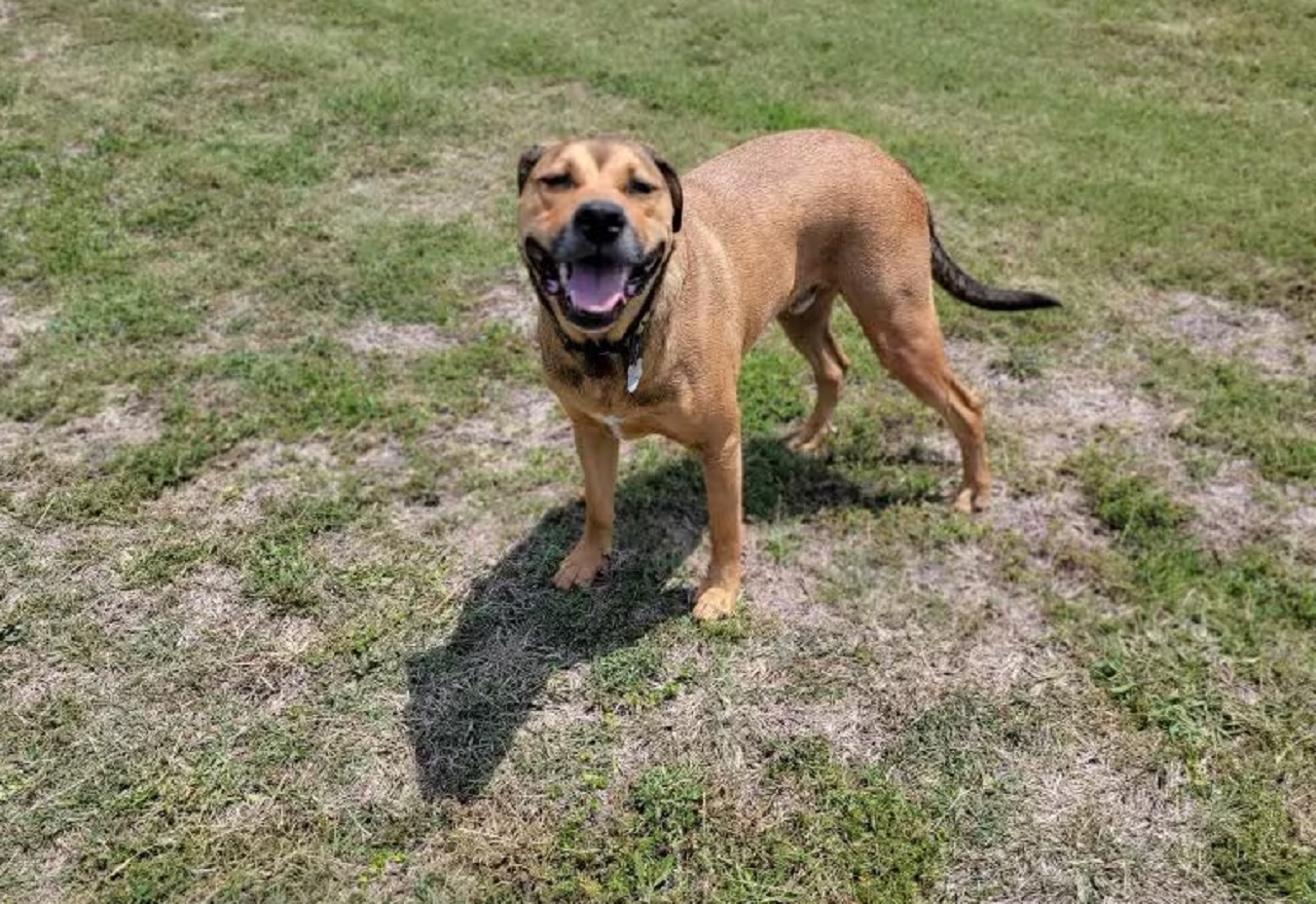 Cane nel prato