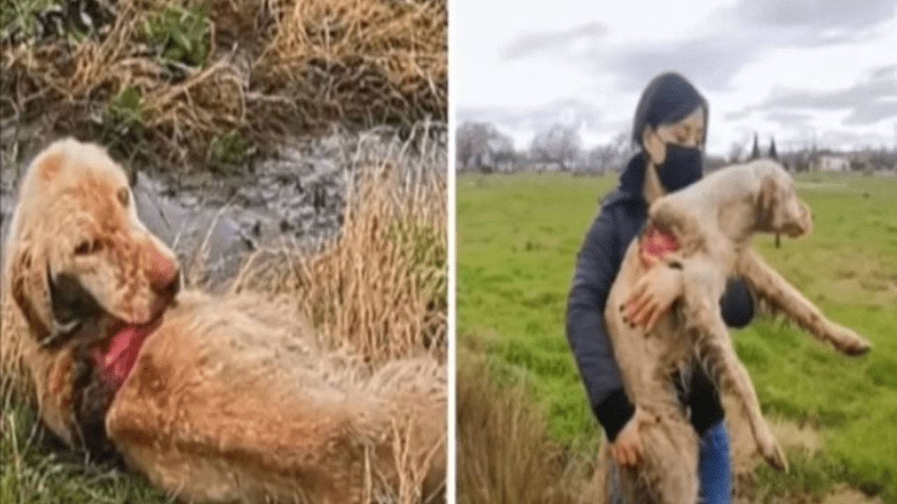 cane abbandonato in un campo