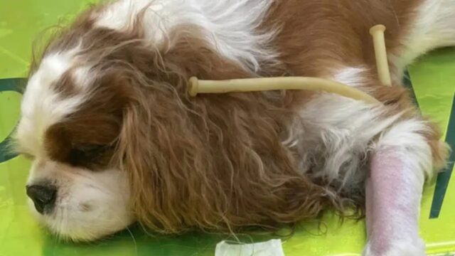 Cane ammalato, proprietari vendono il cellulare per curarlo: dai social arrivano 2mila euro