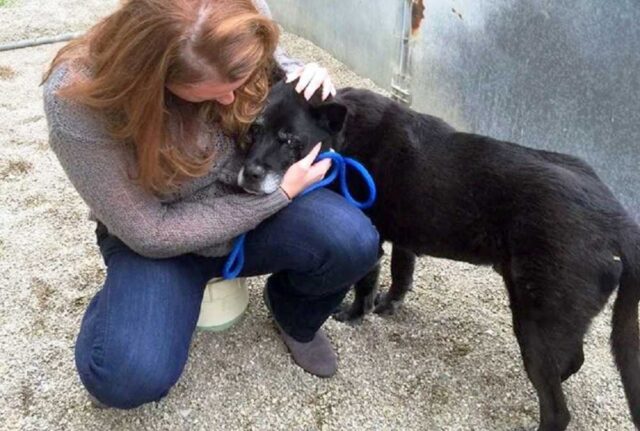 Tiene la testa bassa e piange per la mancanza dei suoi padroni: il cane anziano non sa di essere stato buttato via