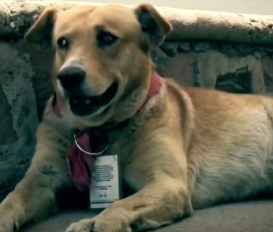 Cane aspetta il proprietario morto per otto mesi davanti all’ospedale in cui era ricoverato