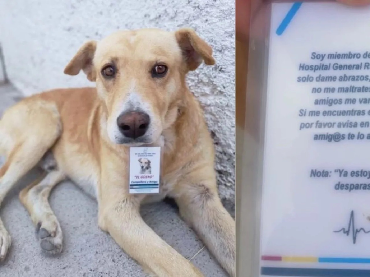 Cane in attesa in ospedale