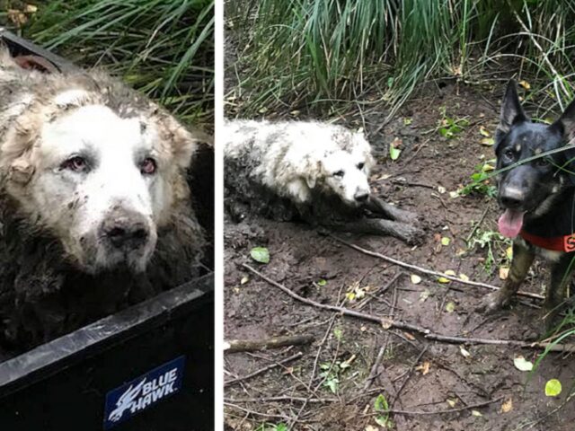 Un cane vecchio e sordo che si era smarrito da giorni viene salvato da un altro cane furbo e coraggioso