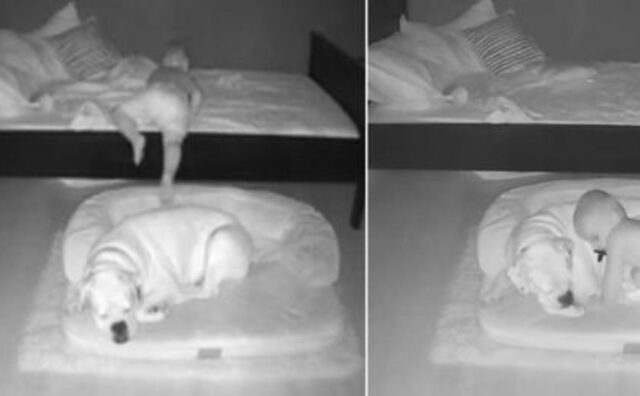 Inseparabili: la videocamera di sicurezza riprende il bambino che si alza per dormire con il suo cane (VIDEO)