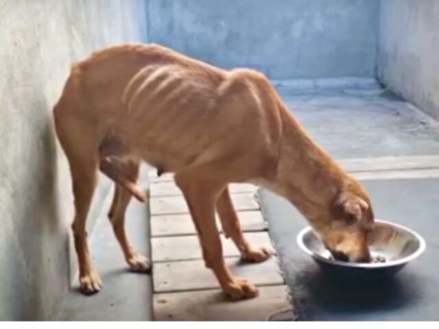 Per il proprietario era un fallimento come cane da guardia: così l’ha lasciata lì, pronta per l’eutanasia