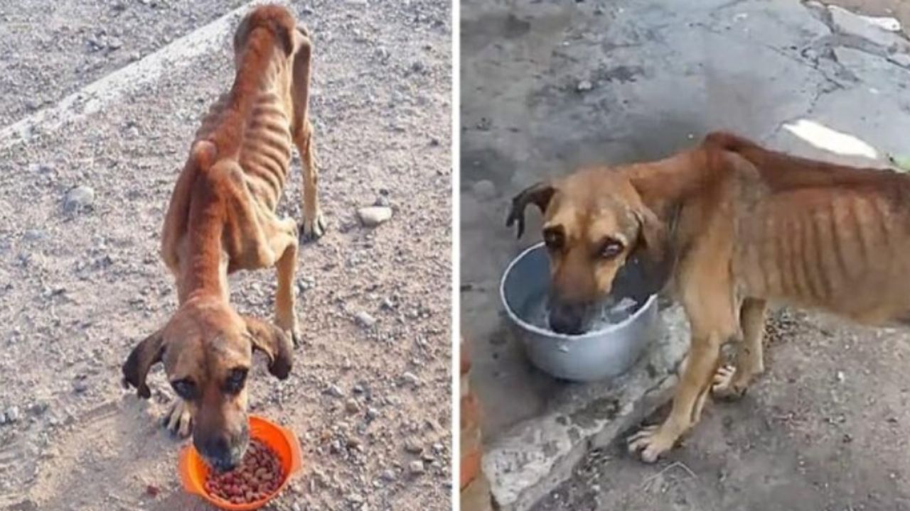 cane inquadrato dall'alto