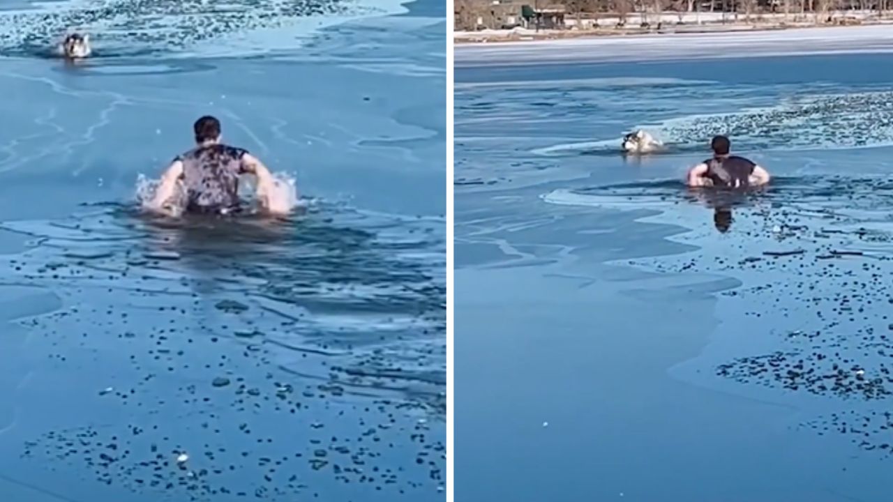 uomo che si avvicina ad un husky