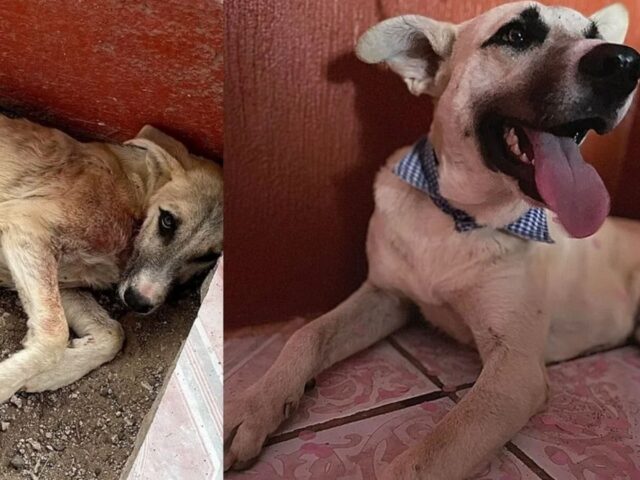 Il cane era quasi paralizzato dopo essere stato attaccato da una persona, adesso la sua vita è cambiata