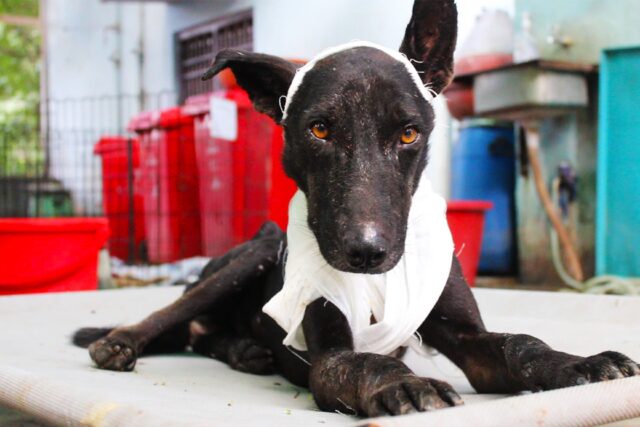 Cane con ferita infetta guarisce: ecco com’è oggi