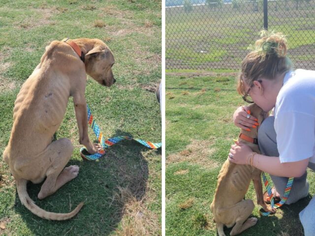 Stavano andando in vacanza quando l’hanno visto: il cane magro e pieno di pulci spezzava il loro cuore