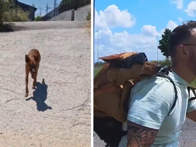 Se vuoi sapere cos’è l’amore, basta scoprire la storia di questo cane e del suo padrone